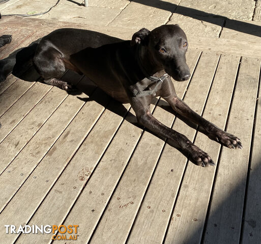 FEMALE WHIPPET PUPPY READY TO GO