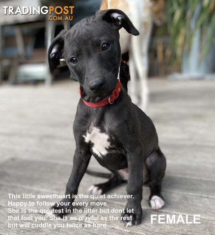 FEMALE WHIPPET PUPPY READY TO GO