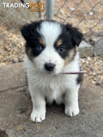 Purebred Border Collie Puppies