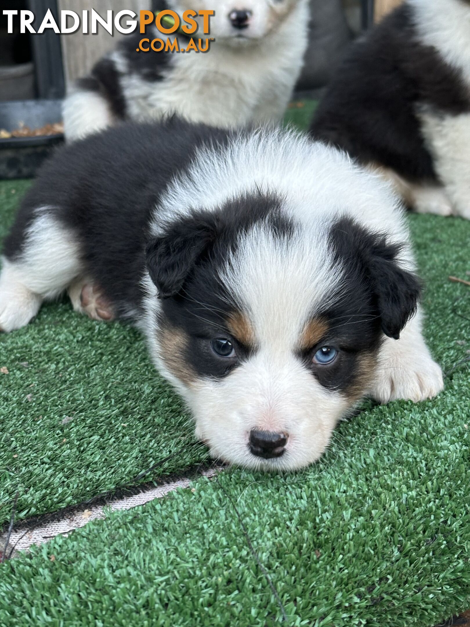 Purebred Border Collie Puppies