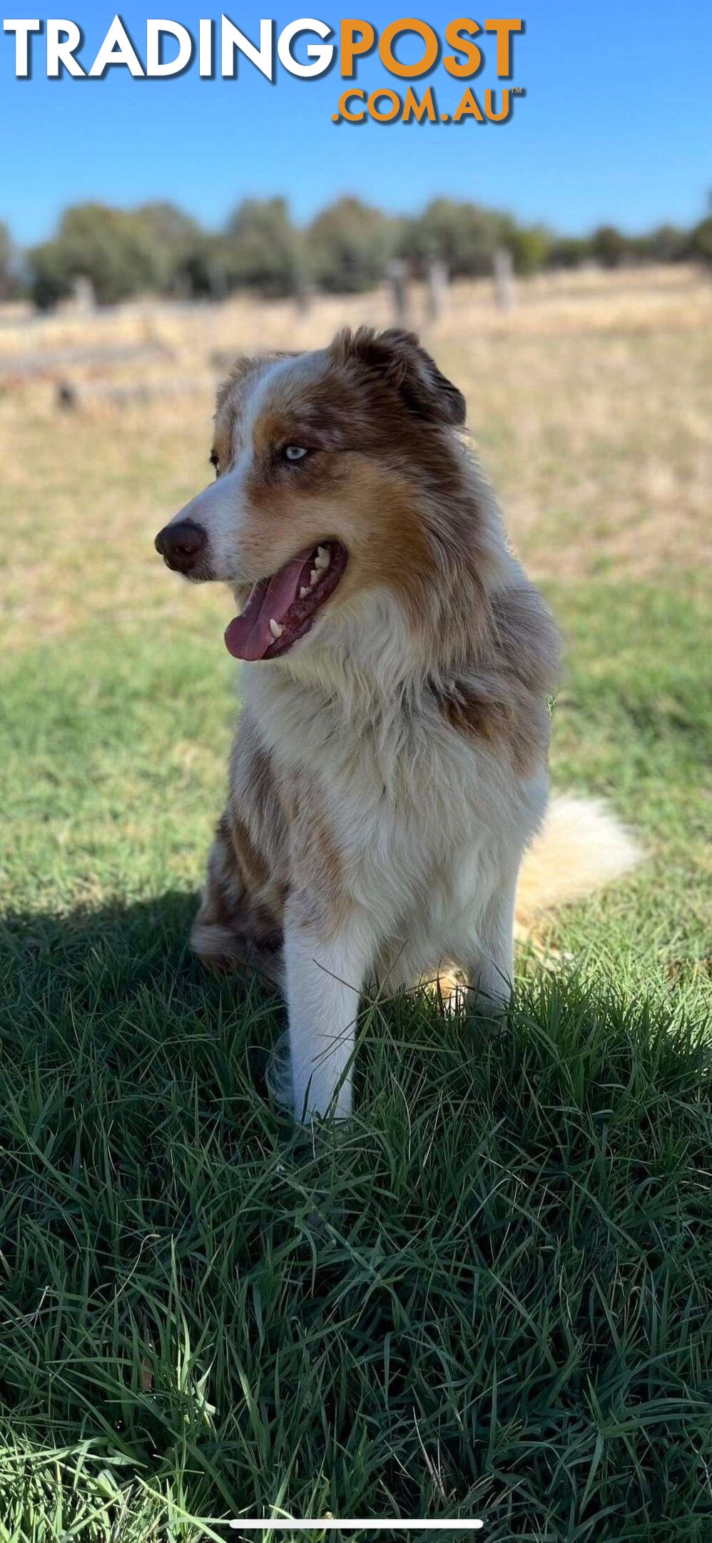 Purebred Border Collie Puppies