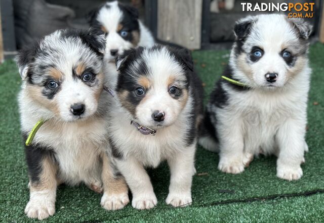 Purebred Border Collie Puppies