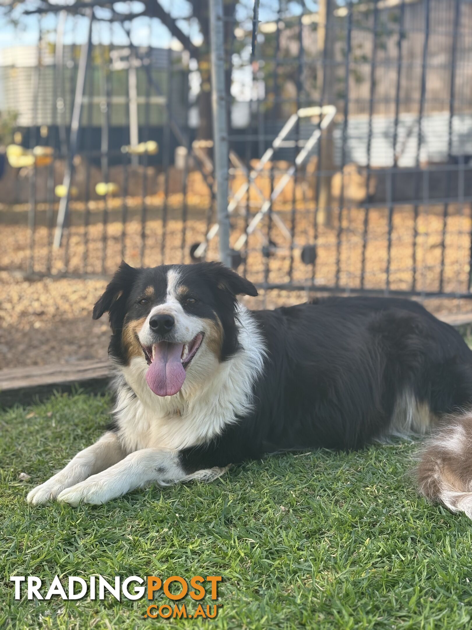 Purebred Border Collie Puppies