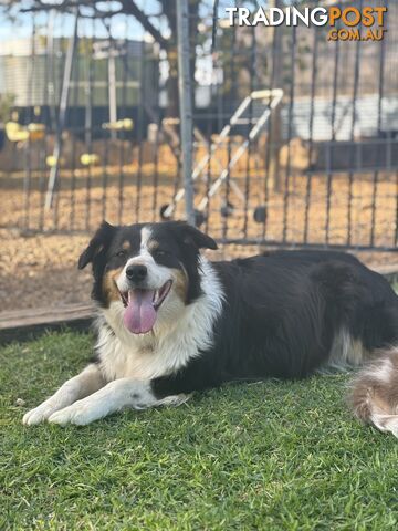 Purebred Border Collie Puppies