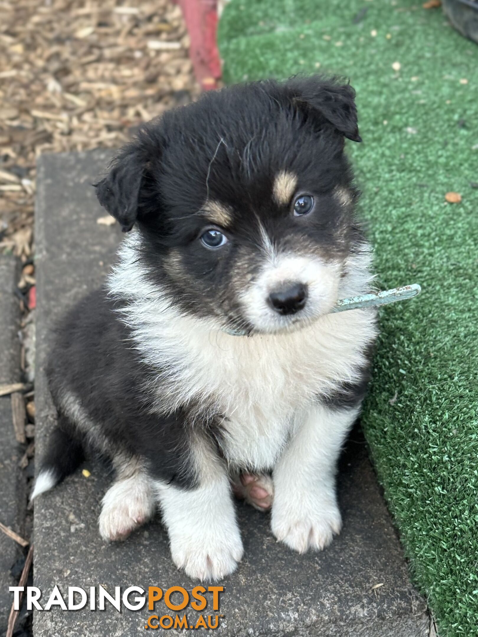 Purebred Border Collie Puppies