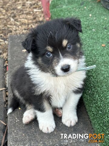 Purebred Border Collie Puppies