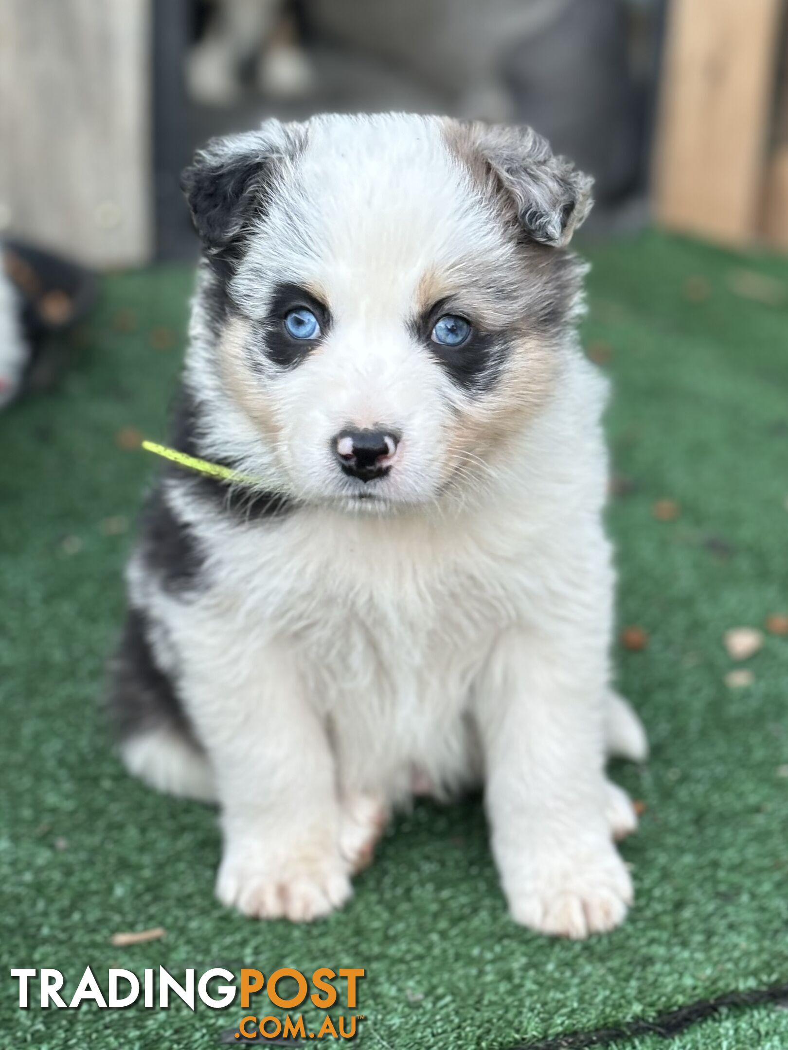 Purebred Border Collie Puppies