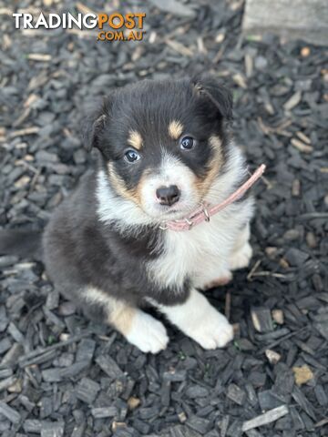 Purebred Border Collie Puppies