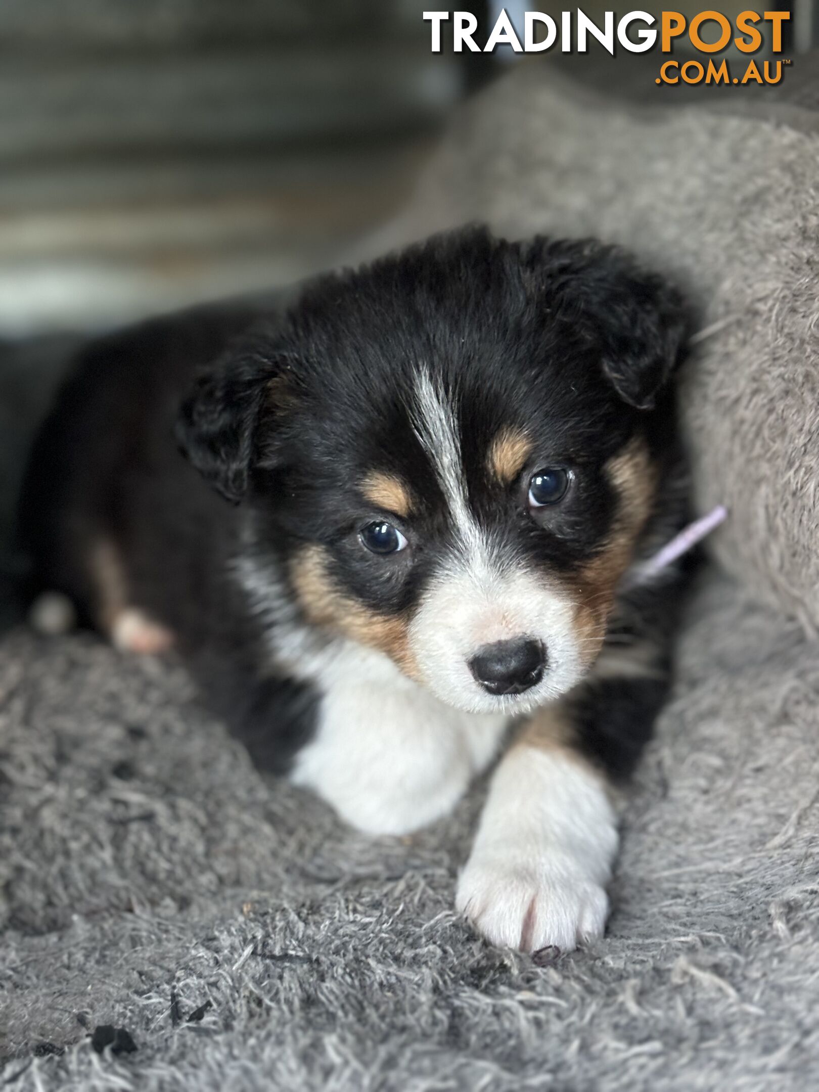 Purebred Border Collie Puppies