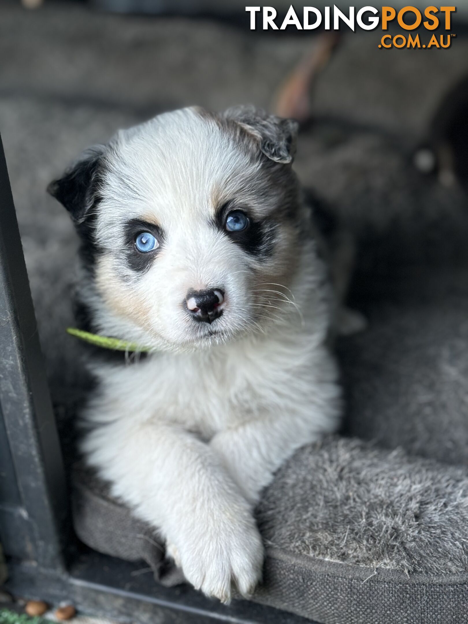 Purebred Border Collie Puppies