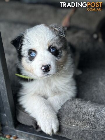 Purebred Border Collie Puppies