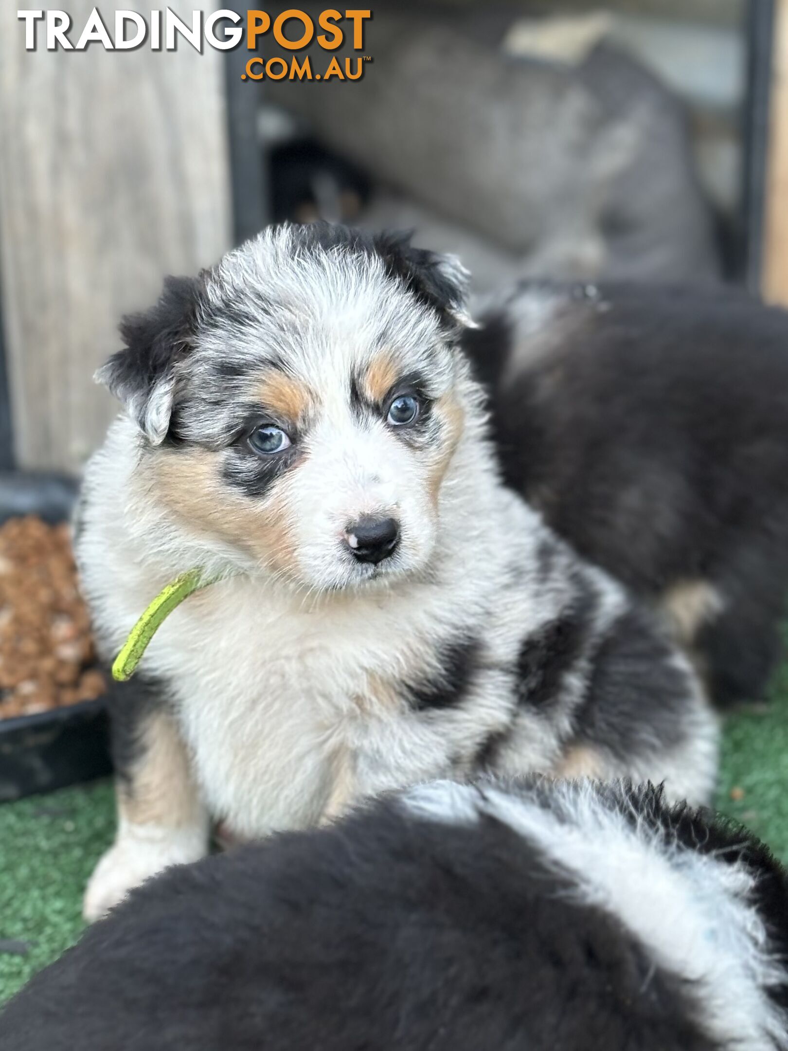 Purebred Border Collie Puppies