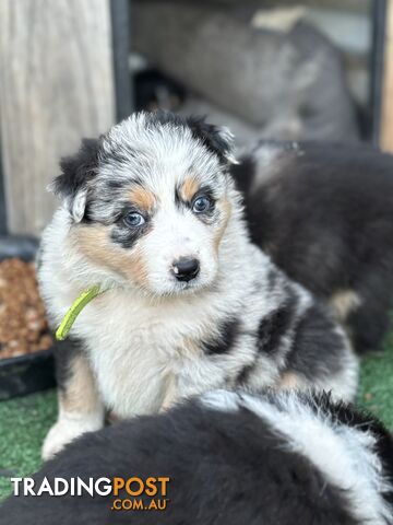 Purebred Border Collie Puppies