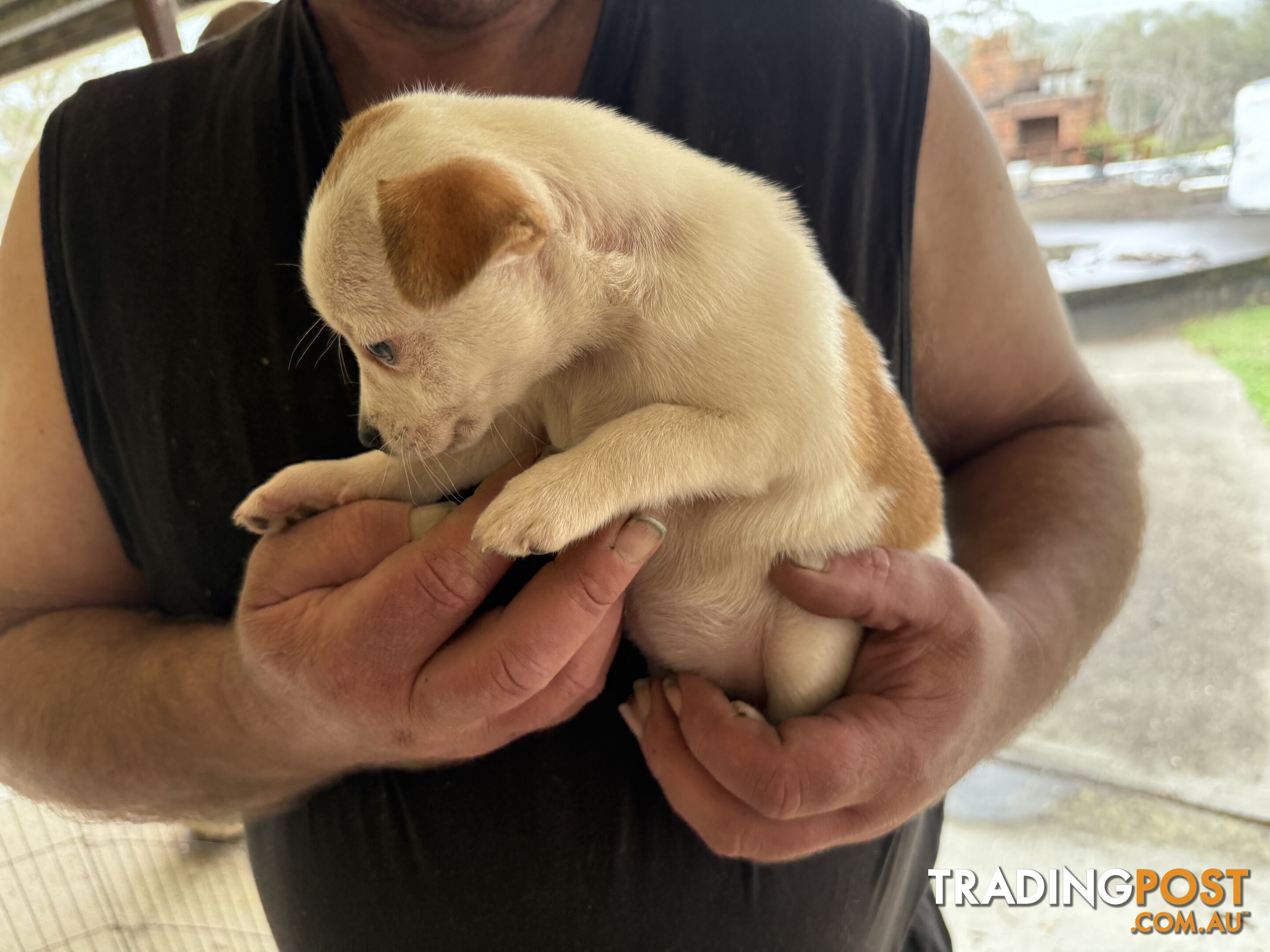 FOX TERRIER MINIATURE X JACK RUSSELL PUPPIES 7 WEEKS OLD