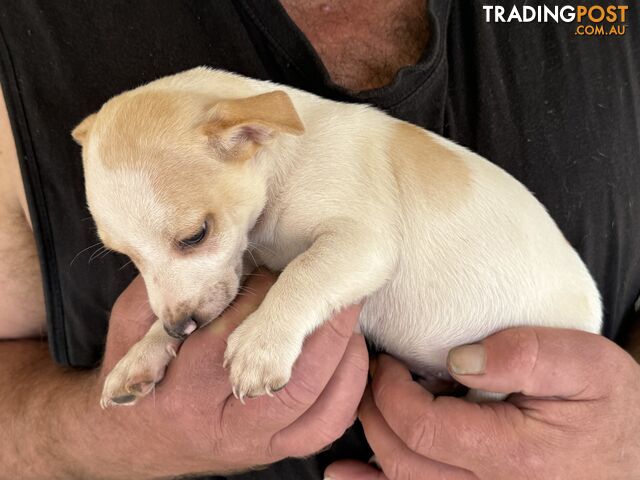 FOX TERRIER MINIATURE X JACK RUSSELL PUPPIES 7 WEEKS OLD