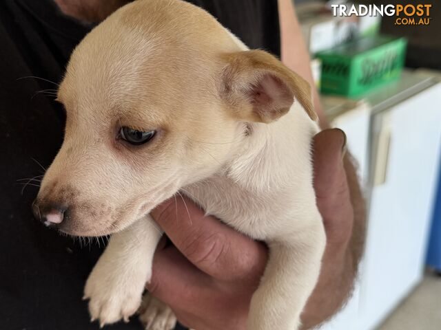 FOX TERRIER MINIATURE X JACK RUSSELL PUPPIES 7 WEEKS OLD