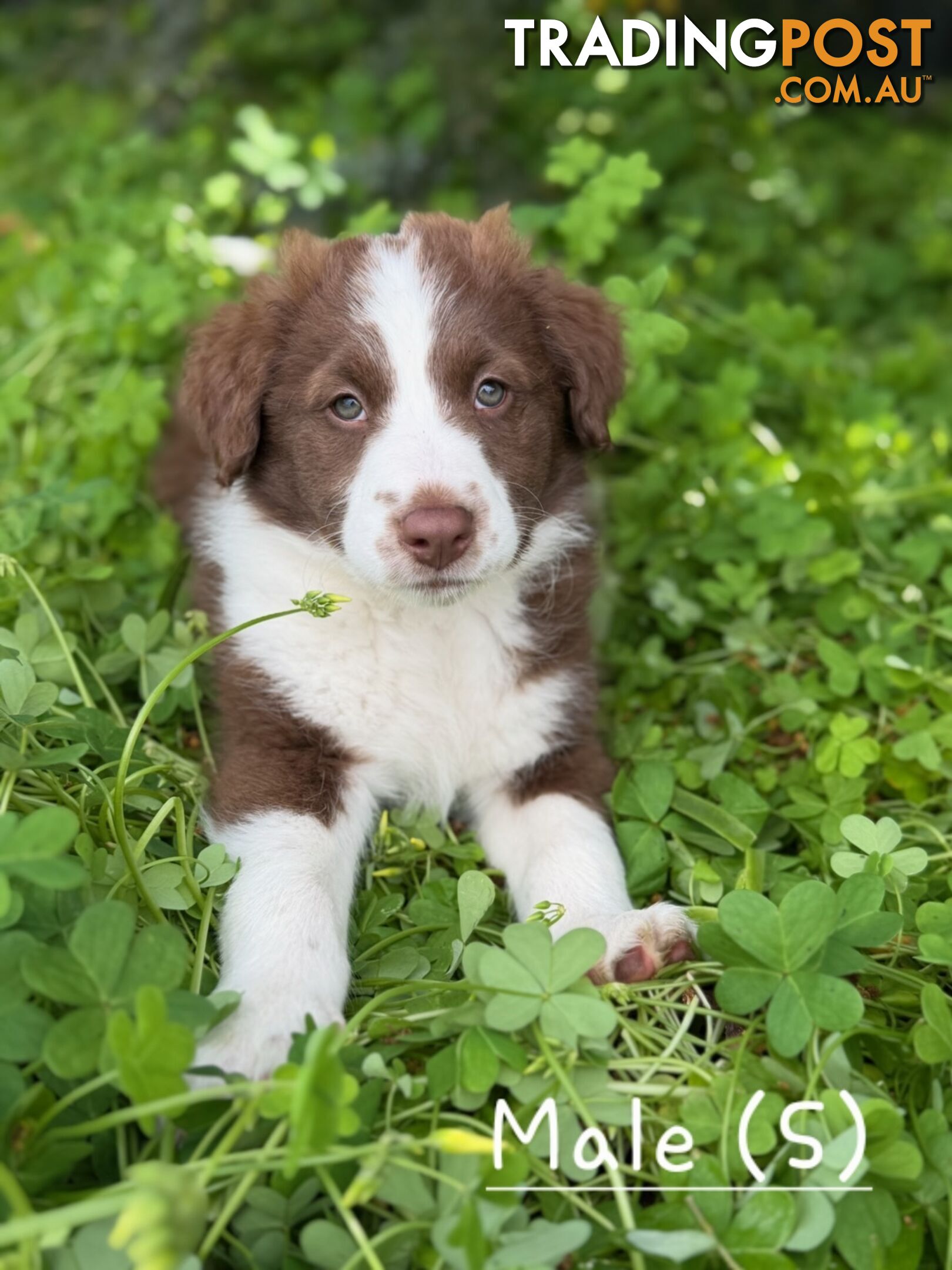 Border Collie x Rough Collie Kelpie
