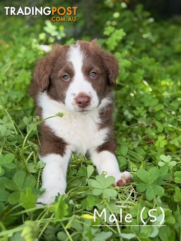 Border Collie x Rough Collie Kelpie