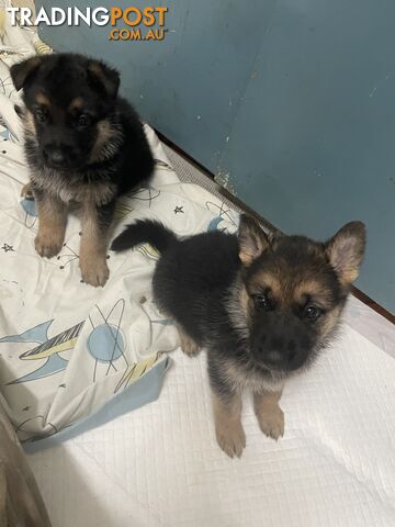 German shepherd pups