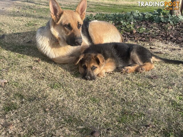 German shepherd puppies