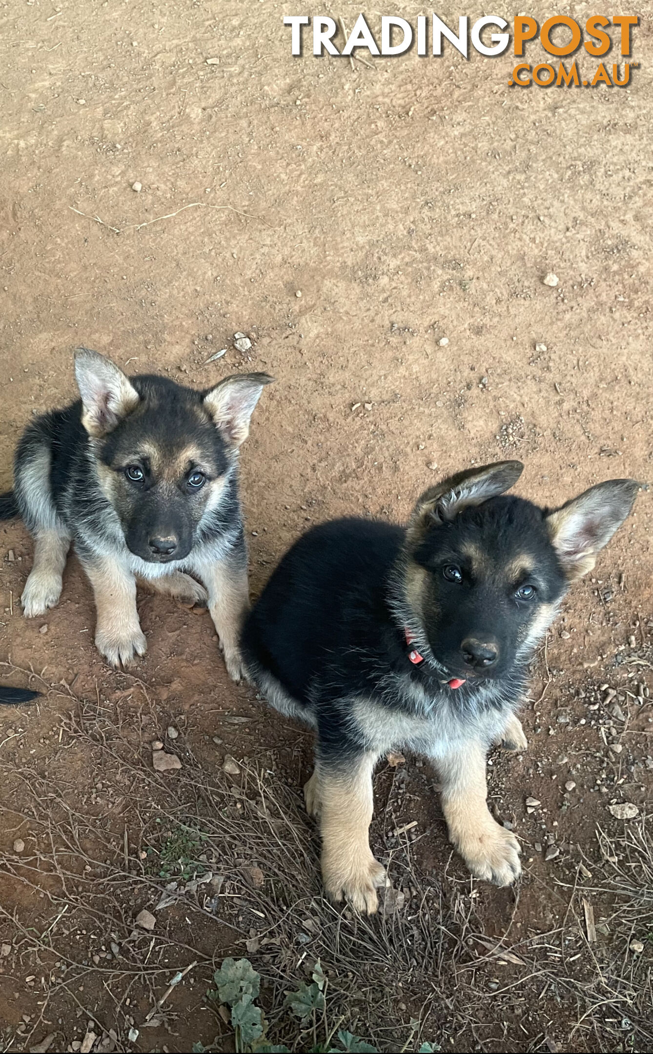 German shepherd puppies