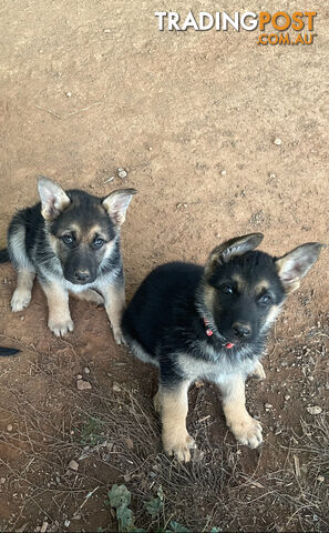 German shepherd puppies