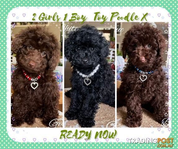 3 FURRY Toy Poodle X