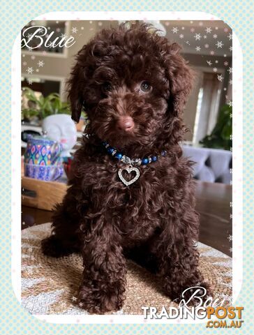 3 FURRY Toy Poodle X Toy Cavoodle