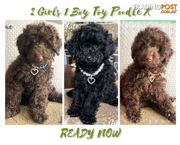 3 FURRY Toy Poodle X