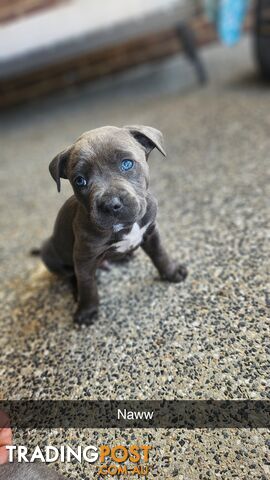 American staffies andonas bloodline