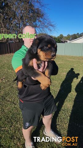 Pure bred rottweiler  puppies 7 weeks