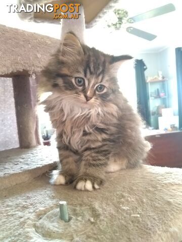 Persian x Domestic Long-haired Kittens