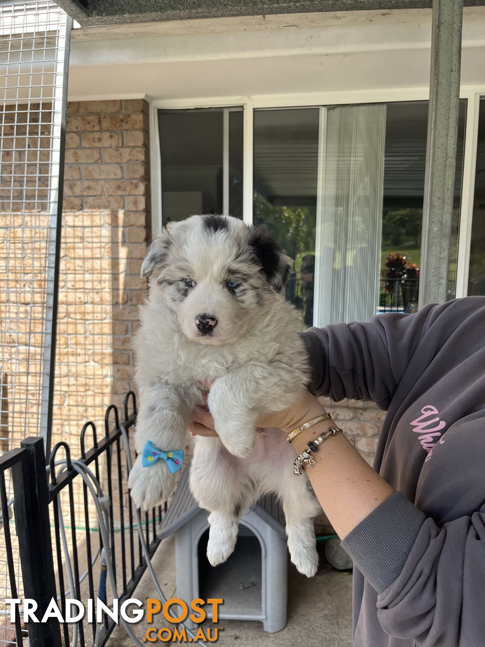 Australian shepherds