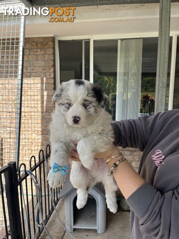 Australian shepherds