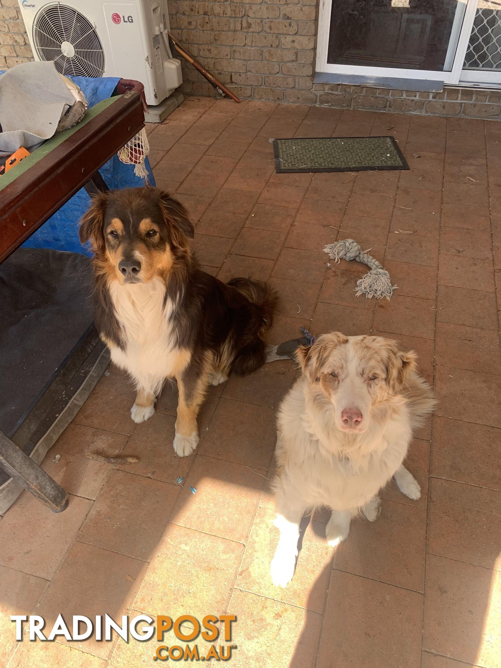 Australian shepherds