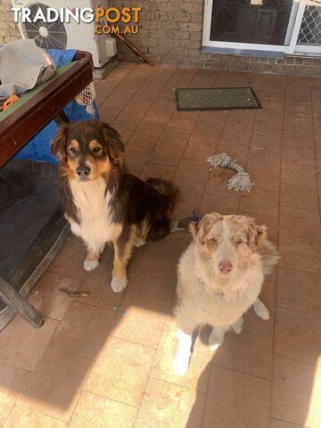 Australian shepherds