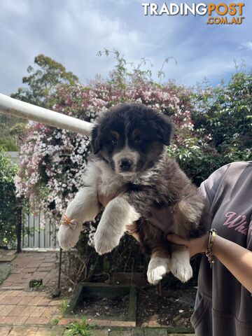 Australian shepherds