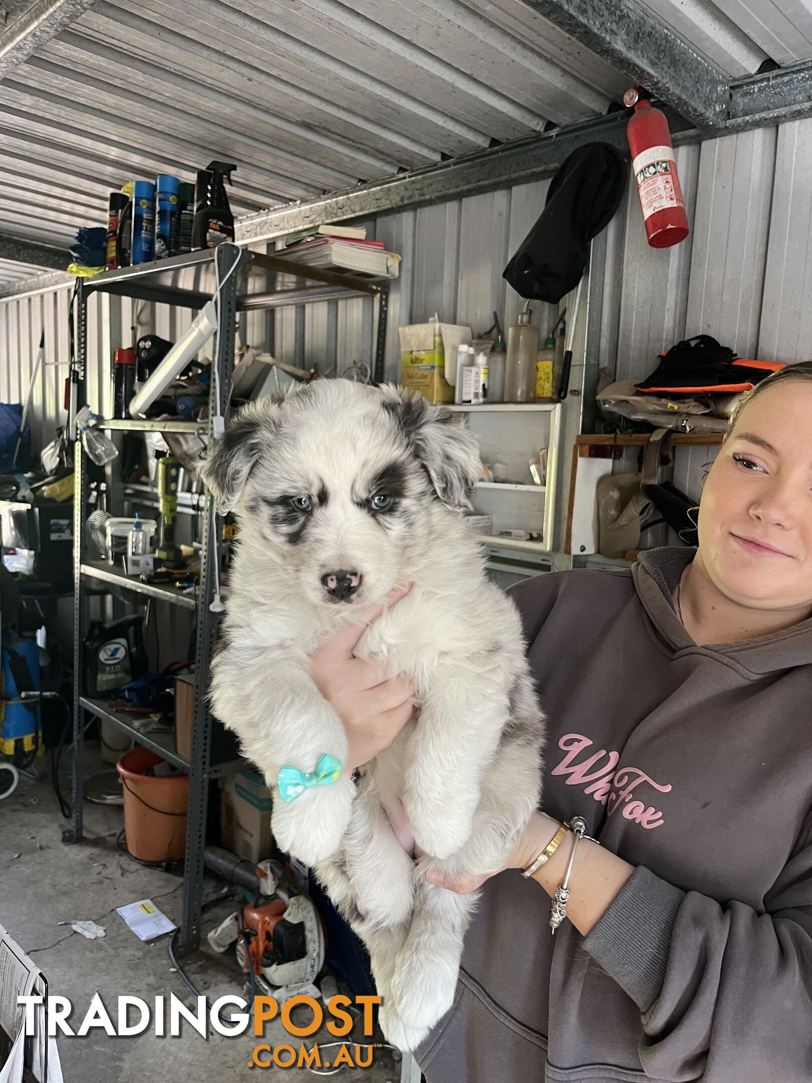 Australian shepherds