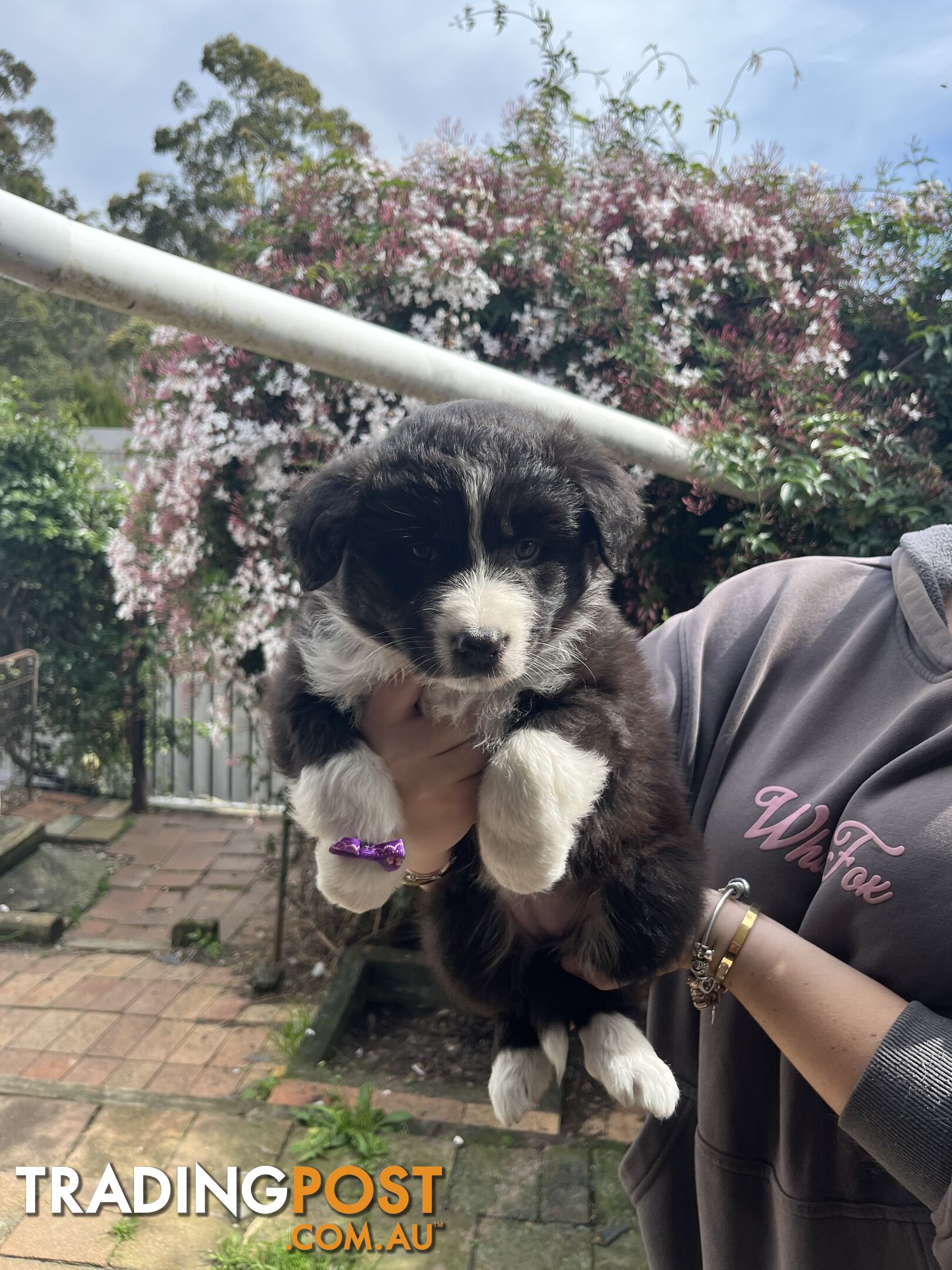 Australian shepherds