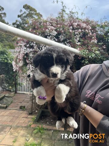 Australian shepherds