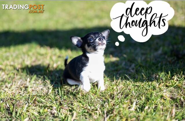 Beautiful male Chihuahua tiny smooth coat Puppy