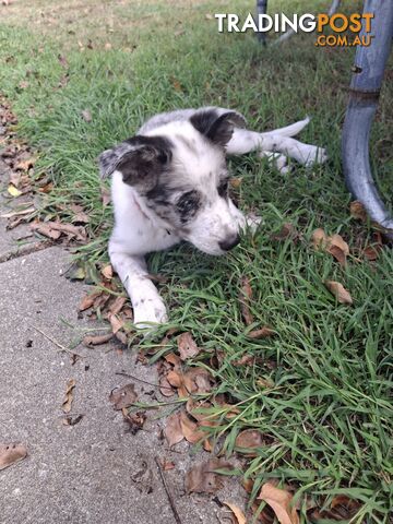 AUSTRALIAN SHEPHARD/ BORDER COLLIE/ CATTLE PUPPIES