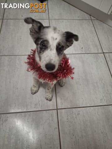 AUSTRALIAN SHEPHARD/ BORDER COLLIE/ CATTLE PUPPIES