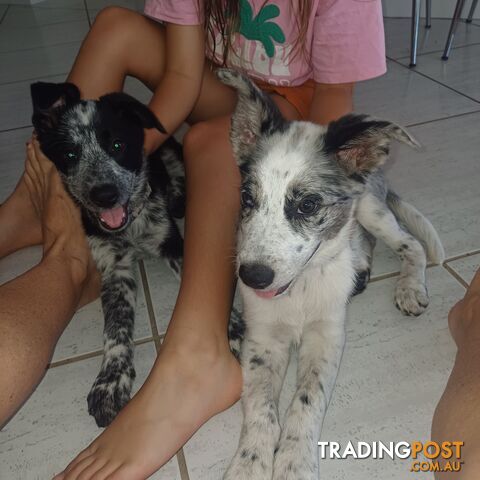 AUSTRALIAN SHEPHARD/ BORDER COLLIE/ CATTLE PUPPIES