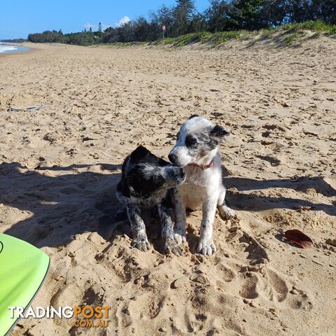 AUSTRALIAN SHEPHARD/ BORDER COLLIE/ CATTLE PUPPIES