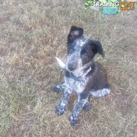 AUSTRALIAN SHEPHARD/ BORDER COLLIE/ CATTLE PUPPIES