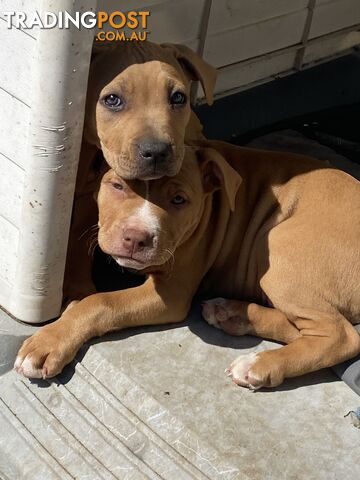 Two female staffy pups