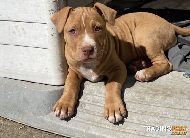 Two female staffy pups