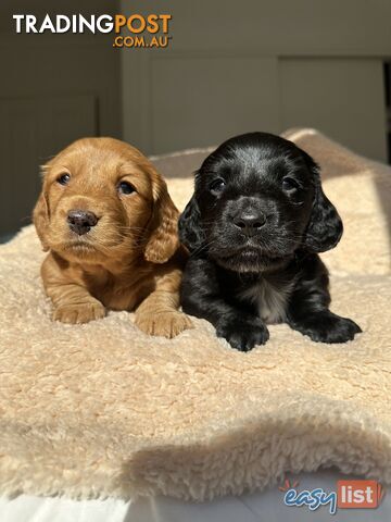 Purebred Miniature Dachshund