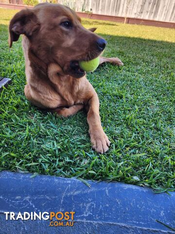 Labrador Retrievers